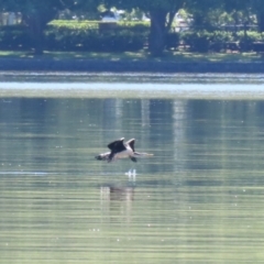 Anhinga novaehollandiae at Lake Burley Griffin Central/East - 2 Feb 2024 11:34 AM