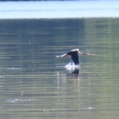 Anhinga novaehollandiae at Lake Burley Griffin Central/East - 2 Feb 2024