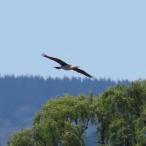 Anhinga novaehollandiae at Lake Burley Griffin Central/East - 2 Feb 2024 11:34 AM