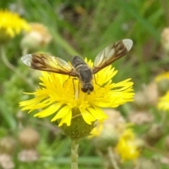 Comptosia quadripennis (a bee fly) at Yarralumla, ACT - 31 Jan 2024 by AndyRussell