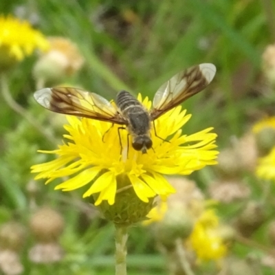 Comptosia quadripennis (a bee fly) at Yarralumla, ACT - 31 Jan 2024 by AndyRussell