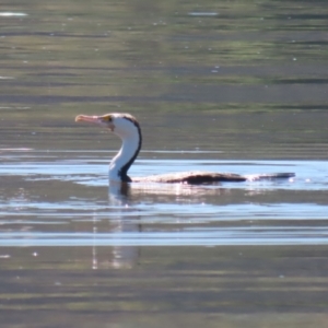 Phalacrocorax varius at Lake Burley Griffin Central/East - 2 Feb 2024 11:30 AM