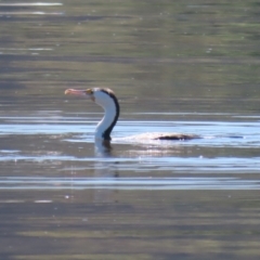 Phalacrocorax varius at Lake Burley Griffin Central/East - 2 Feb 2024 11:30 AM