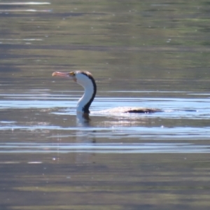 Phalacrocorax varius at Lake Burley Griffin Central/East - 2 Feb 2024