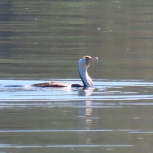 Phalacrocorax varius at Lake Burley Griffin Central/East - 2 Feb 2024 11:30 AM