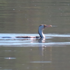 Phalacrocorax varius at Lake Burley Griffin Central/East - 2 Feb 2024 11:30 AM