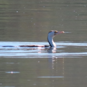 Phalacrocorax varius at Lake Burley Griffin Central/East - 2 Feb 2024 11:30 AM