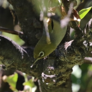 Zosterops lateralis at Lake Burley Griffin Central/East - 2 Feb 2024 11:28 AM