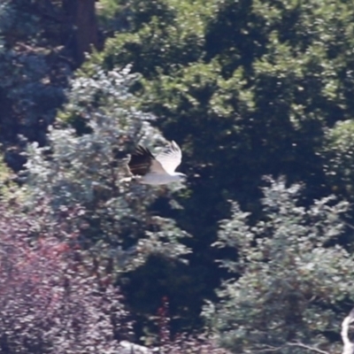 Haliaeetus leucogaster (White-bellied Sea-Eagle) at Lake Burley Griffin Central/East - 2 Feb 2024 by RodDeb