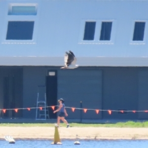 Haliaeetus leucogaster at Lake Burley Griffin Central/East - 2 Feb 2024