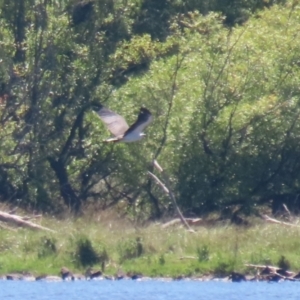 Haliaeetus leucogaster at Lake Burley Griffin Central/East - 2 Feb 2024