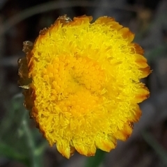 Coronidium monticola (Mountain Button Everlasting) at Yaouk, NSW - 23 Jan 2024 by JARS