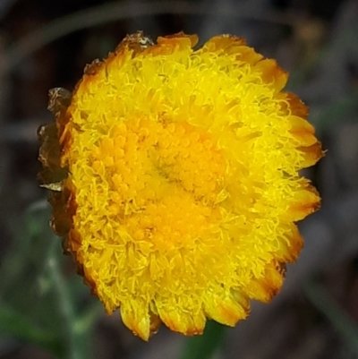 Coronidium monticola (Mountain Button Everlasting) at Yaouk, NSW - 23 Jan 2024 by JARS