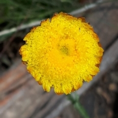 Coronidium monticola at Yaouk, NSW - 23 Jan 2024