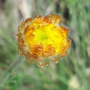 Coronidium monticola at Yaouk, NSW - 23 Jan 2024