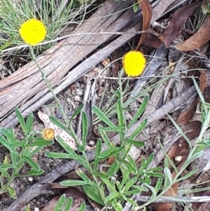 Coronidium monticola at Yaouk, NSW - 23 Jan 2024