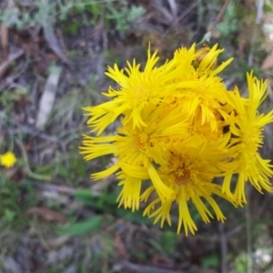 Podolepis hieracioides at Yaouk, NSW - suppressed