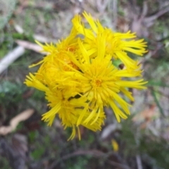 Podolepis hieracioides at Yaouk, NSW - suppressed