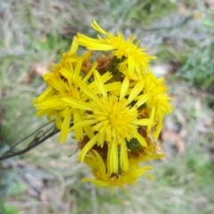 Podolepis hieracioides at Yaouk, NSW - suppressed