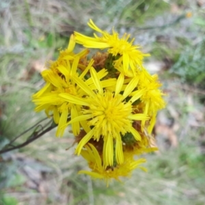 Podolepis hieracioides at Yaouk, NSW - suppressed