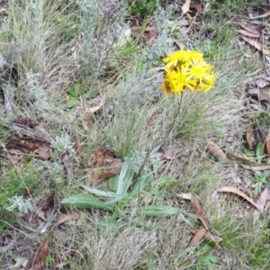 Podolepis hieracioides at Yaouk, NSW - suppressed