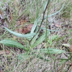 Podolepis hieracioides at Yaouk, NSW - suppressed