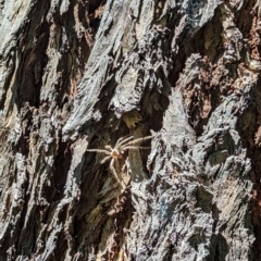 Sparassidae (family) (A Huntsman Spider) at Florey, ACT - 27 Jan 2024 by rbannister