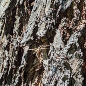 Sparassidae (family) at Florey, ACT - 27 Jan 2024 02:46 PM