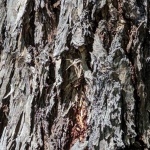 Sparassidae (family) at Florey, ACT - 27 Jan 2024 02:46 PM