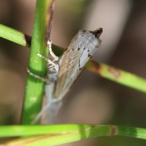 Culladia cuneiferellus at Moruya, NSW - 2 Feb 2024