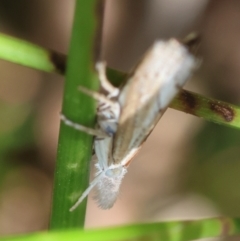 Culladia cuneiferellus at Moruya, NSW - 2 Feb 2024