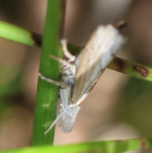 Culladia cuneiferellus at Moruya, NSW - 2 Feb 2024