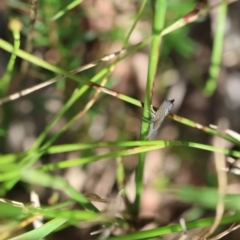 Culladia cuneiferellus at Moruya, NSW - 2 Feb 2024