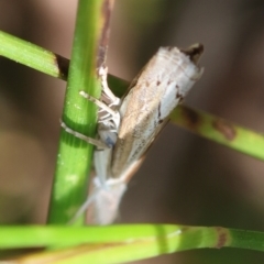 Culladia cuneiferellus at Moruya, NSW - suppressed