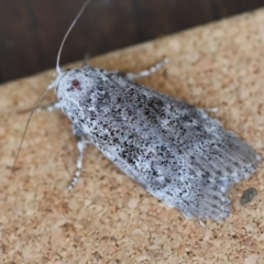 Cryptophasa irrorata (A Gelechioid moth (Xyloryctidae)) at Moruya, NSW - 1 Feb 2024 by LisaH