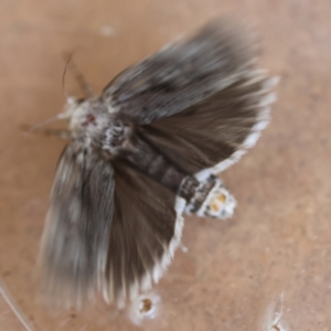 Cryptophasa irrorata at Moruya, NSW - 2 Feb 2024