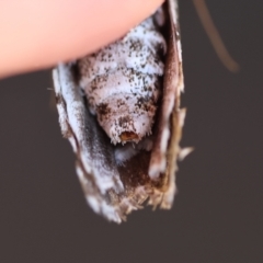 Cryptophasa irrorata at Moruya, NSW - 2 Feb 2024