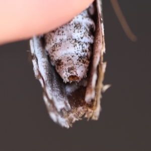 Cryptophasa irrorata at Moruya, NSW - 2 Feb 2024