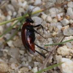 Unverified Beetle (Coleoptera) by LisaH