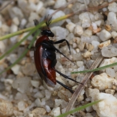 Unidentified Beetle (Coleoptera) at Moruya, NSW - 1 Feb 2024 by LisaH