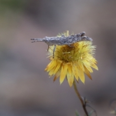 Coryphistes ruricola (Bark-mimicking Grasshopper) at Carwoola, NSW - 2 Feb 2024 by Csteele4