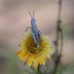 Coryphistes ruricola at Cuumbeun Nature Reserve - 2 Feb 2024