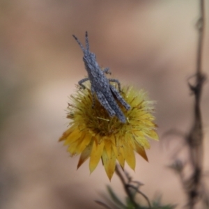 Coryphistes ruricola at Cuumbeun Nature Reserve - 2 Feb 2024