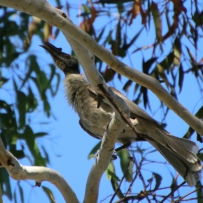Philemon corniculatus (Noisy Friarbird) at Cuumbeun Nature Reserve - 2 Feb 2024 by Csteele4