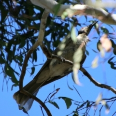 Philemon corniculatus at QPRC LGA - 2 Feb 2024