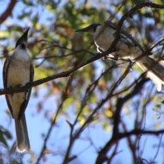 Philemon corniculatus at QPRC LGA - 2 Feb 2024