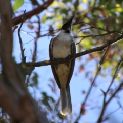 Philemon corniculatus at QPRC LGA - 2 Feb 2024