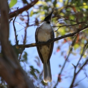 Philemon corniculatus at QPRC LGA - 2 Feb 2024