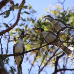 Philemon corniculatus at QPRC LGA - 2 Feb 2024