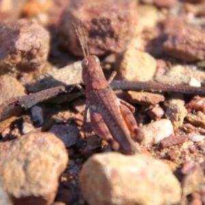 Phaulacridium vittatum at Cuumbeun Nature Reserve - 2 Feb 2024 05:01 PM